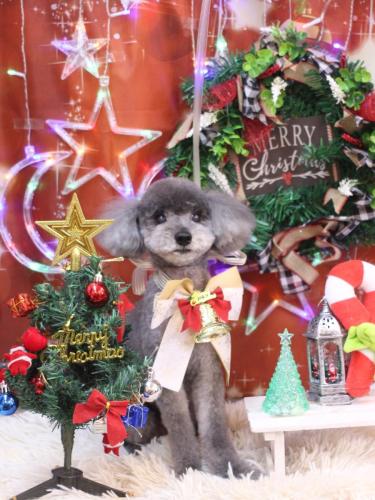 20231221タルトくん